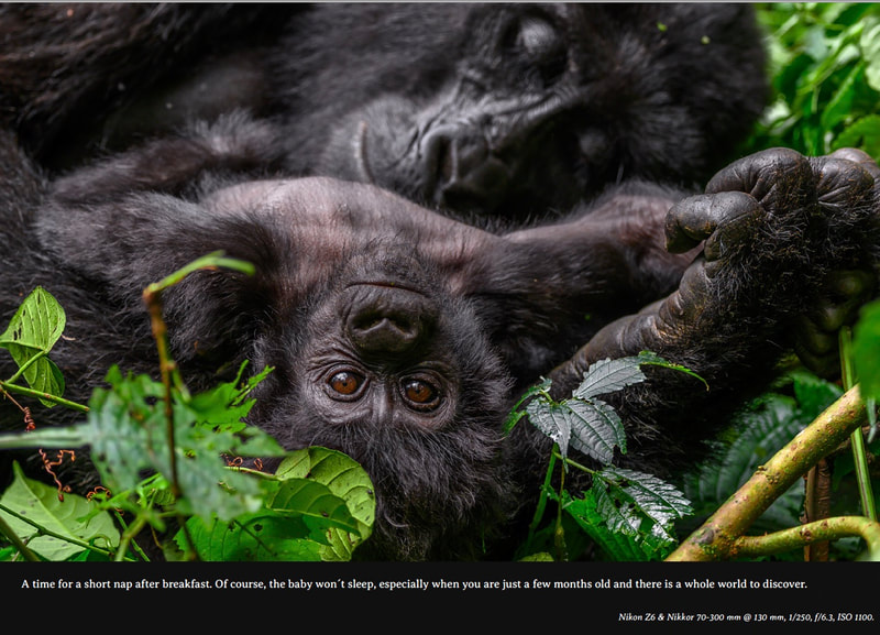 Bwindi Impenetrable Forest