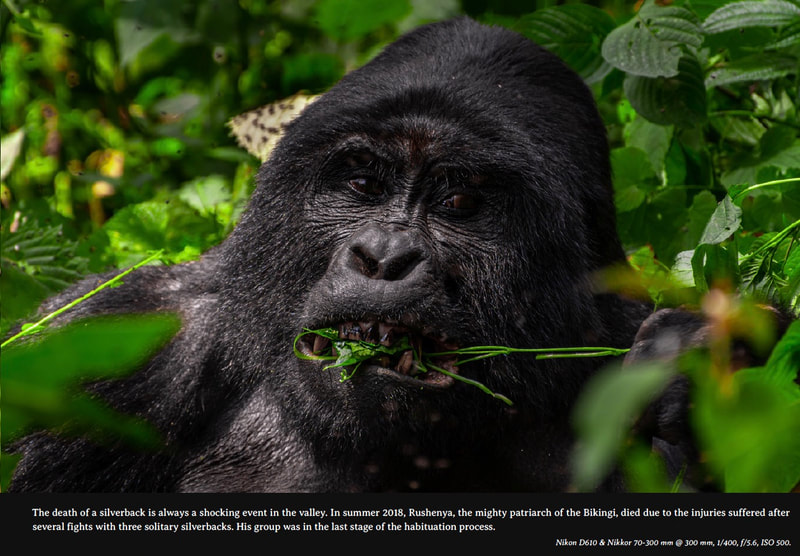 Bwindi Impenetrable Forest